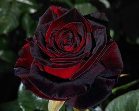 عکس گل رز رنگارنگ برای پروفایل