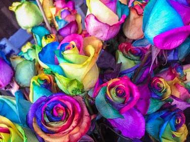 عکس گل رز رنگارنگ برای پروفایل