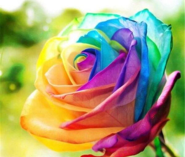 عکس گل رز رنگارنگ برای پروفایل