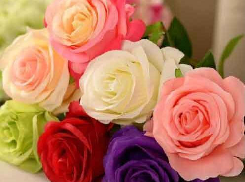 عکس گل رز زیبا قرمز
