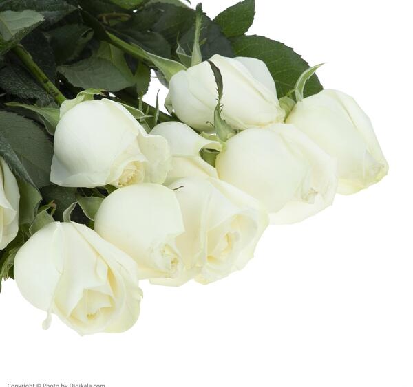 عکس گل رز سفید عاشقانه