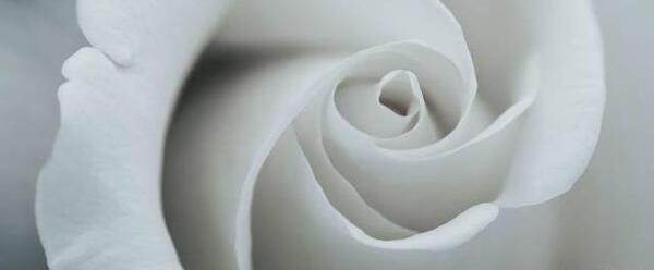 عکس گل رز سفید عاشقانه