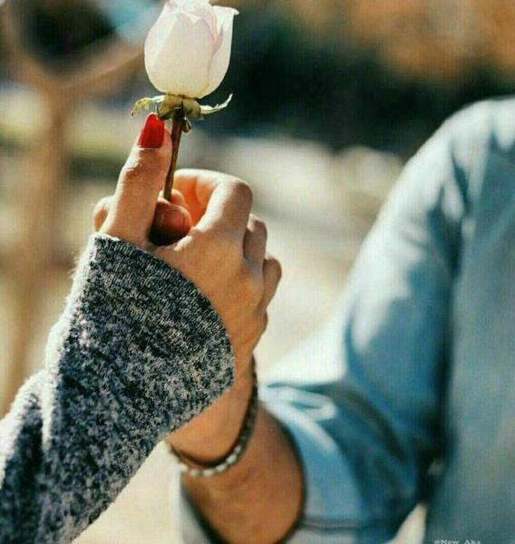 عکس گل رز سفید عاشقانه