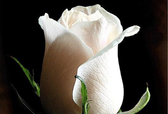 عکس گل رز سفید عاشقانه