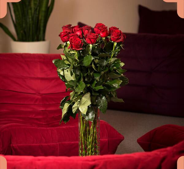 عکس گل رز شاخه بلند