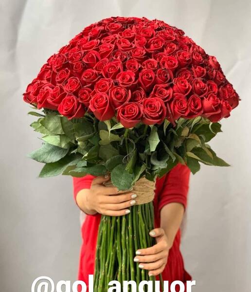 عکس گل رز شاخه بلند
