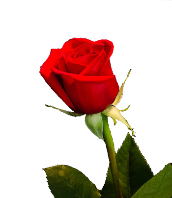 عکس گل رز شاخه بلند