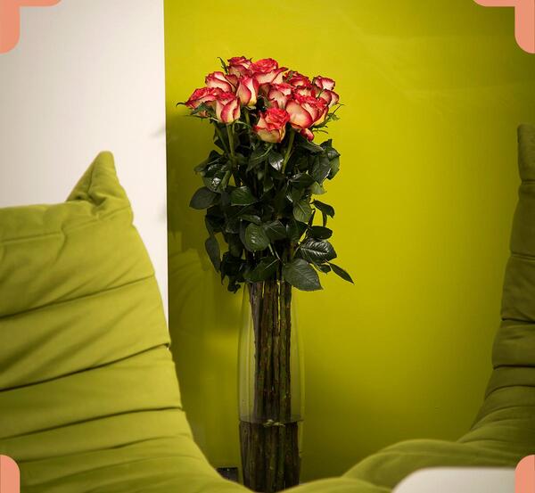 عکس گل رز شاخه بلند