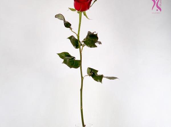 عکس گل رز شاخه بلند