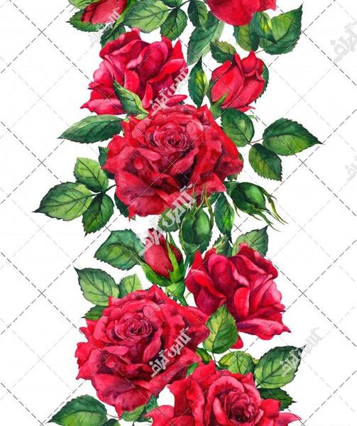 عکس گل رز عمودی
