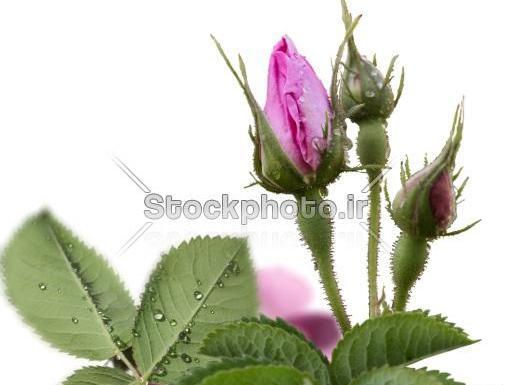 عکس گل رز با غنچه