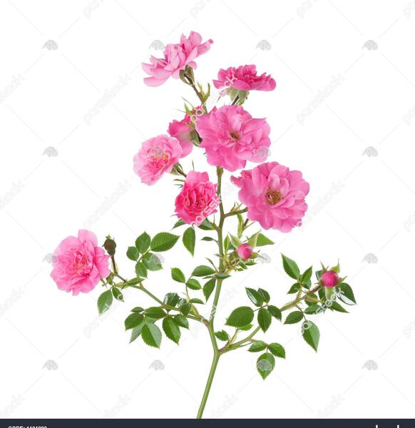 عکس گل رز کوچک