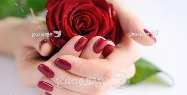 عکس گل رز کوچک