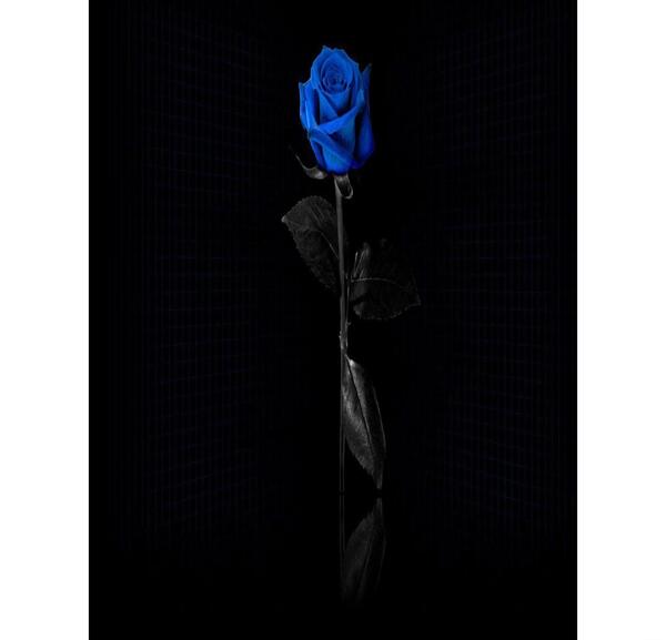 عکس گل رز کبود