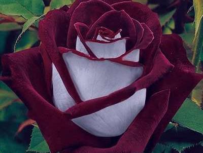 عکس گل رز کبود
