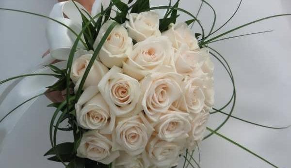 عکس گل رز گلبه ای