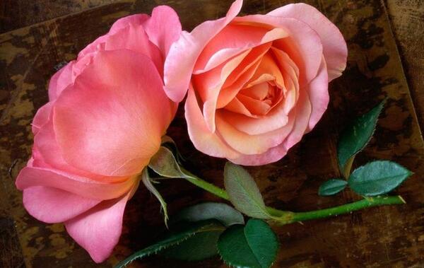 عکس گل رز گلبه ای