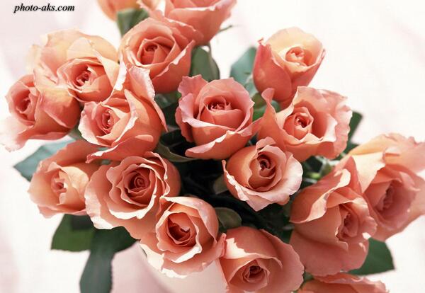 عکس گل رز گلبه ای