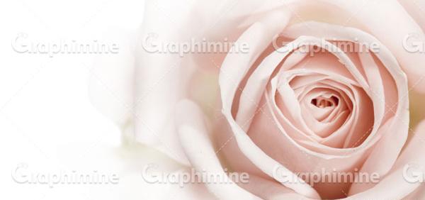عکس گل رز گلبه ای
