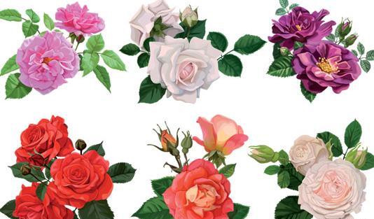 عکس گل رز گلبه ای