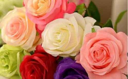 عکس گل رز گلبه ای