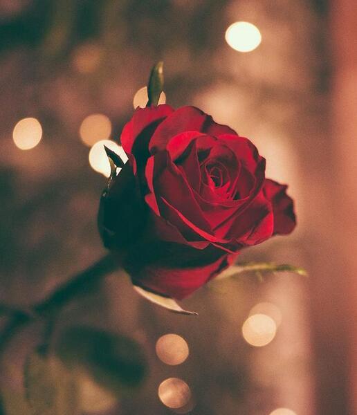عکس گل رز گلبه ای