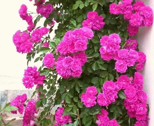 عکس گل رز نسترن