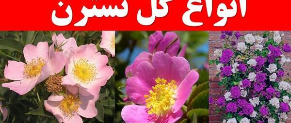 عکس گل رز نسترن