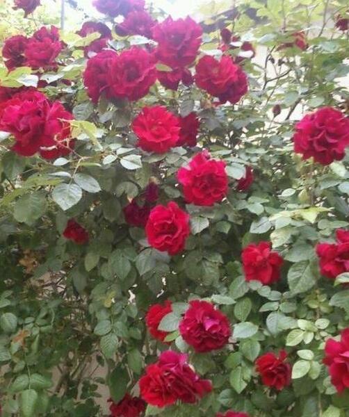 عکس گل رز نسترن
