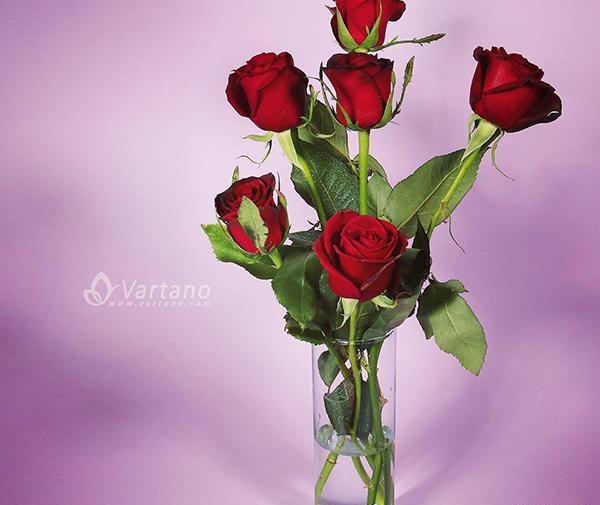 عکس گل رز هلندی قرمز