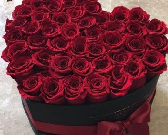 عکس گل رز هلندی قرمز