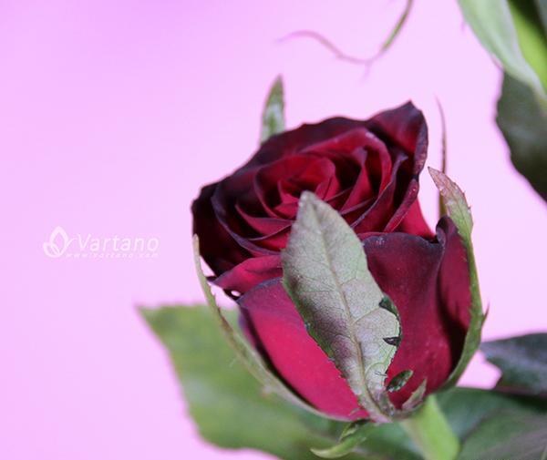 عکس گل رز هلندی قرمز