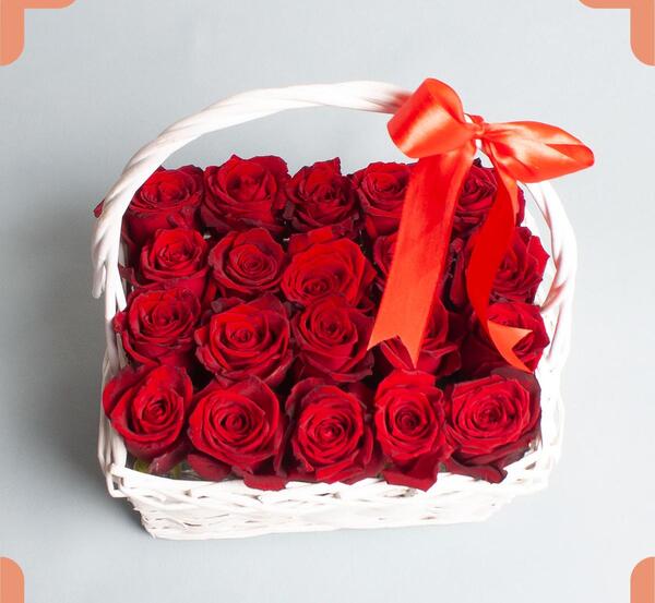 عکس گل رز هلندی قرمز