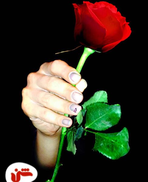 عکس گل رز هدیه دادن