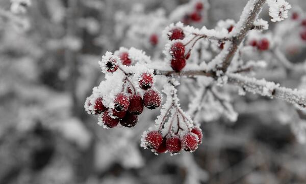 عکس گل رز یخ زده