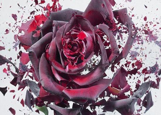 عکس گل رز یخ زده