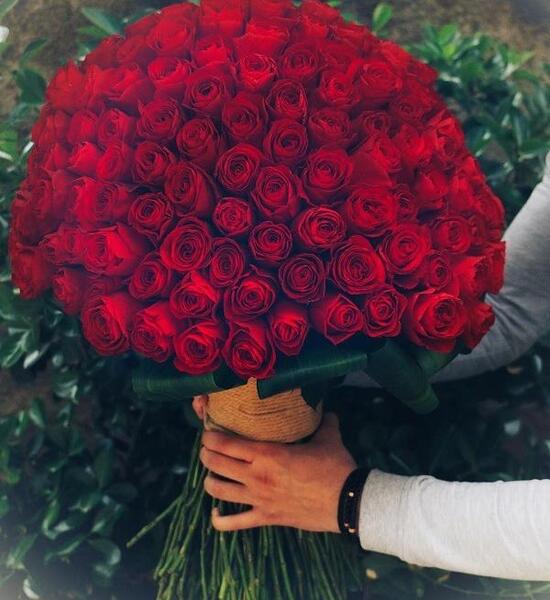 عکس گل رز یک شاخه