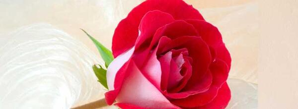 عکس گل رز در یخ