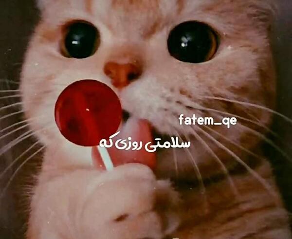 عکس گربه گوگولی