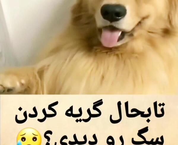 عکس گریه ی سگ