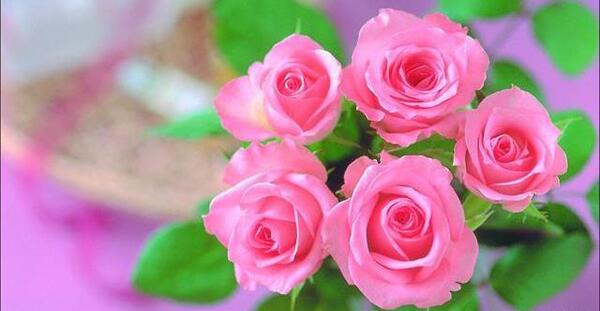 اینستاگرام عکس گل های زیبا