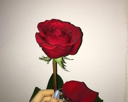 عکس گلهای تکی زیبا