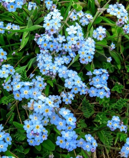 عکس گلهای زیبا خارجی