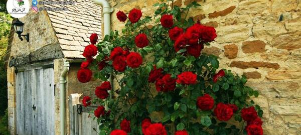 عکس گل های زیبا در باغچه