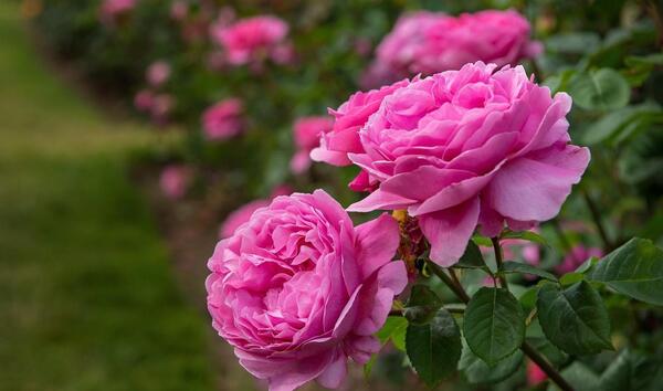 عکس گل های زیبا در باغچه