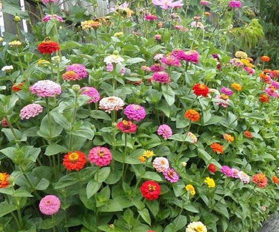 عکس گل های زیبا در باغچه