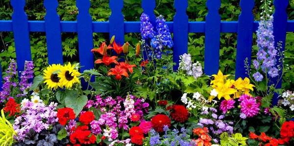 عکس گل های زیبا در باغچه