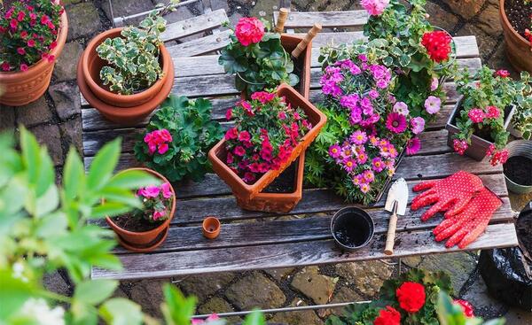 عکس گل های زیبا در باغچه