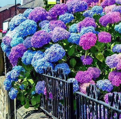 عکس گل های زیبا در باغچه
