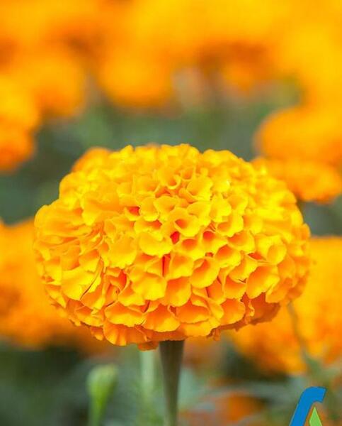 عکس گل های زیبا در باغچه